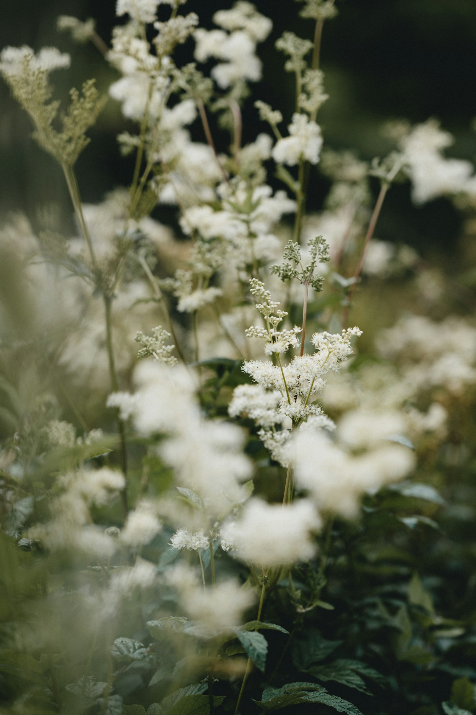 Meadowsweet flowers in soft focus